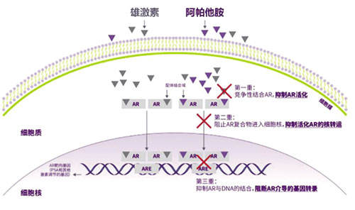 TITAN研究 阿帕他胺可显著降低mHSPC患者PFS2风险 